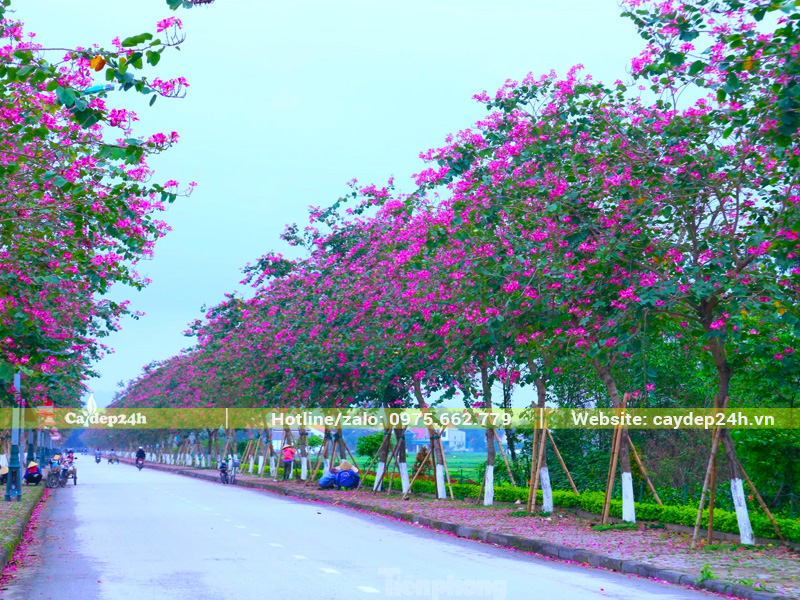 Hàng cây ban tím nở hoa rực rỡ trên đường phố Hà Nội