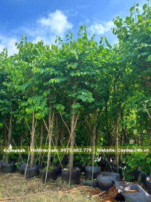 Cây công trình thoát thân cao 1.8m, đường kính gốc 8cm