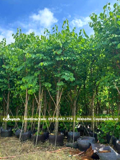 Cây công trình thoát thân cao 1.8m, đường kính gốc 8cm