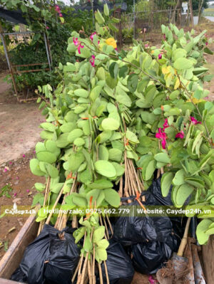 Cây giống Ban Tím đóng gói, 10 cây 1 bịch