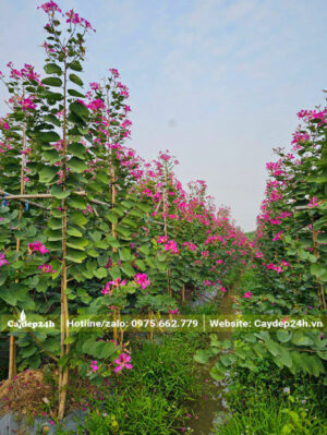 Vườn cây ban tím loại nhỏ, chưa vỡ tán, chiều cao hơn 2m