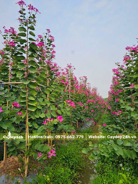Vườn cây ban tím loại nhỏ, chưa vỡ tán, chiều cao hơn 2m