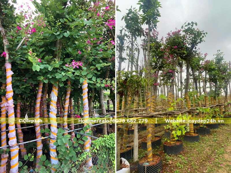 Vườn dưỡng ủ cây ban tím trong bầu nổi, cây đã sẵn sàng ra hoa