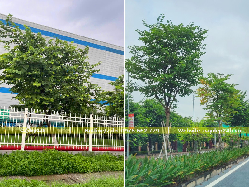Cây ban tím trồng nhà máy, vỉa hè đường phố để lấy bóng mát