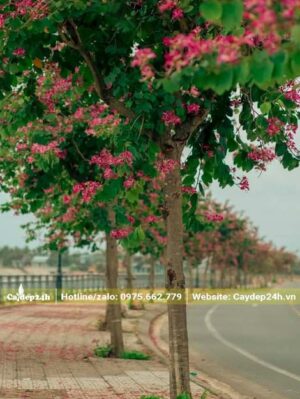 Cây Móng Bò hoa tím trồng vỉa hè ven bờ hồ tạo cảnh sắc đẹp