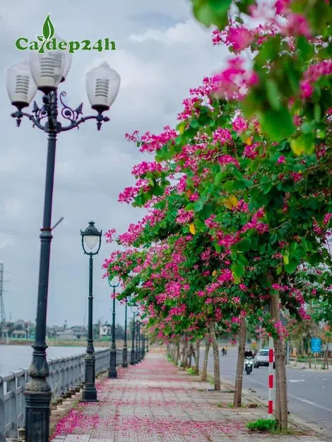 Cây Ban Tím trồng thành hàng trên vỉa hè đường phố