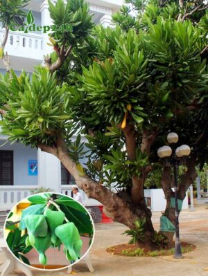 Cây Bàng Vuông cổ thụ trồng ở Trường Sa
