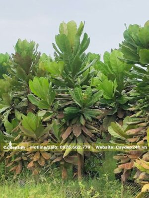 Vườn nuôi trồng cây Bàng Vuông sẵn trong bầu