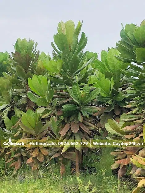 Vườn nuôi trồng cây Bàng Vuông sẵn trong bầu