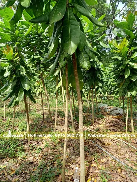 Bàng Vuông cao hơn 3m, đường kính gốc 3cm