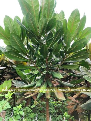 Cây Bàng Vuông đẹp, lá xanh tươi tốt
