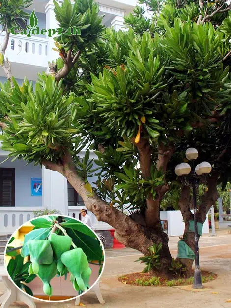 Cây Bàng Vuông cổ thụ trồng ở Trường Sa