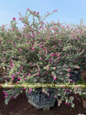 Chậu cây kiểng Tuyết Sơn Phi Hồng đẹp, tán mọc tự do