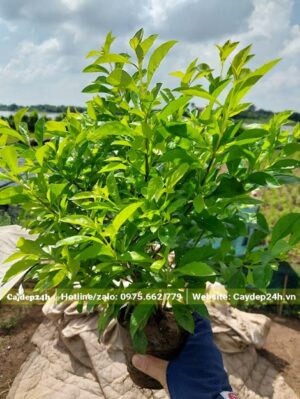 Chậu cây Chuỗi Ngọc cao 40cm