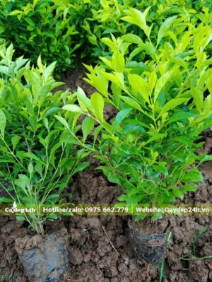 Cây đẹp, chiều cao khoảng 40cm, lá non đang ra có màu vàng xanh bắt mắt