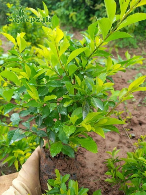 Cây Chuỗi Ngọc tán lá đẹp, xanh tươi, chiều cao khoảng 25 - 30cm