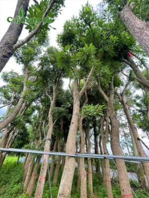 Cây Chuông Vàng lâu năm đã dâm ủ kỹ