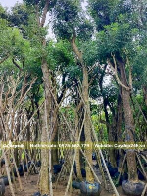 Cây Chuông Vàng tuyển chọn đường kính thân từ 15 - 20cm đo cách gốc 1m