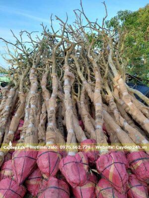 Chuông Vàng bứng nóng đường kính khoảng 10cm, đường kính bầu 35cm