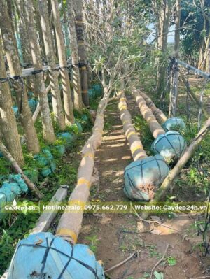 Chọn và hạ cây chuông vàng thân gỗ đường kính 18 - 20cm