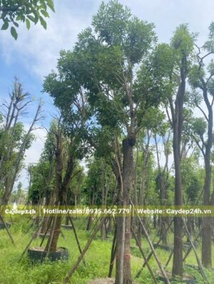 Vài chục cây chuông vàng hơn 10 năm tuổi, đường kính gốc 20cm trở lên