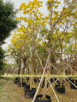 Cây Chuông Vàng nở hoa đẹp