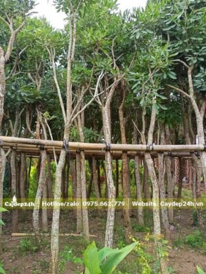 Buộc cây vào giàn đỡ để tránh nghiêng đổ trong thời gian dưỡng ủ