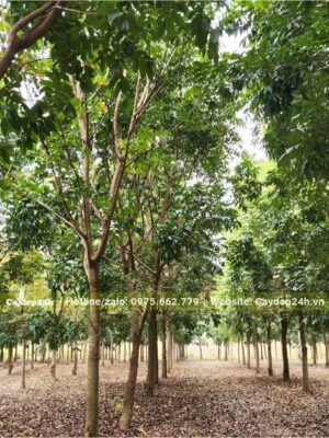 Vườn canh tác lâu năm, trồng nguyên cây Nhạc Ngựa cao từ 6 - 8m