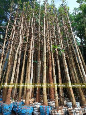 Cây đẹp, chất lượng, không sâu bệnh, chiều cao khoảng 5 - 6m
