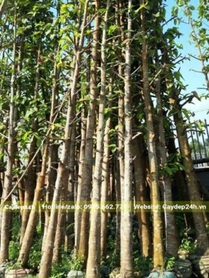 Cây Dầu Rái dưỡng ủ nguyên bầu, đường kính gốc 10cm