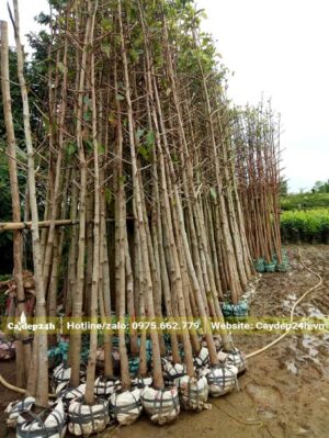 Cây Dầu Rái cao hơn 4m, mới bứng bầu và tỉa gọn tay cành