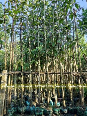 Dầu Rái dưỡng trong bầu, dựng thành hàng thẳng, buộc dây cố định