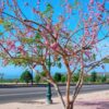 Cây hoa Đỗ Mai hồng đang nở hoa vô cùng xinh đẹp