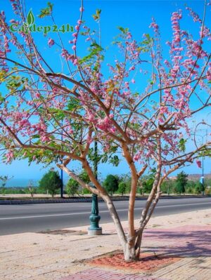 Cây hoa Đỗ Mai hồng đang nở hoa vô cùng xinh đẹp