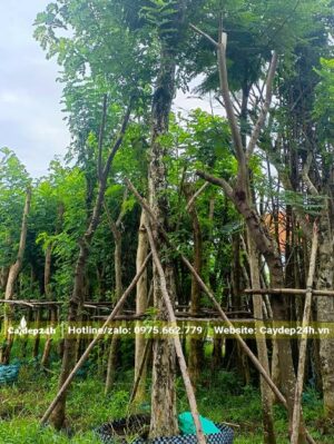 Cây Đỗ Mai cổ thụ cao hơn 5m, vanh 35 - 40