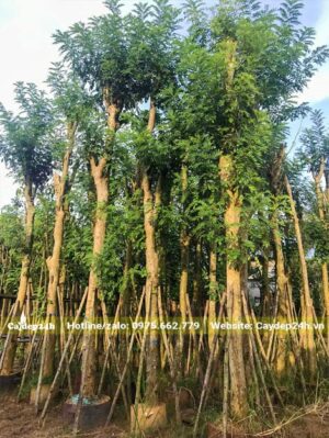 Đỗ Mai đường kính gốc 20cm, cao hơn 5m