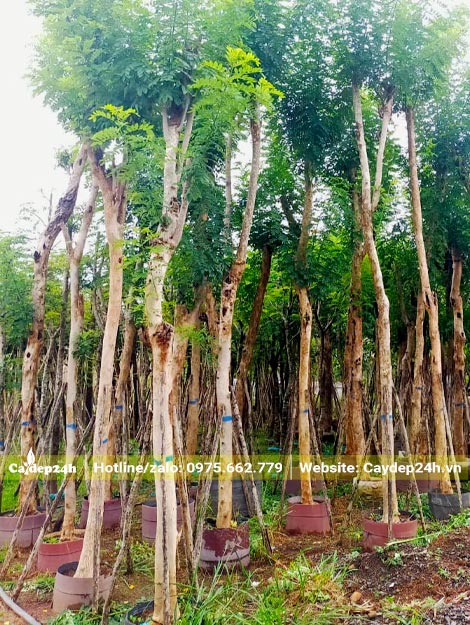Quây bầu đường kính 50 - 60cm để dâm ủ cây Đỗ Mai lâu năm