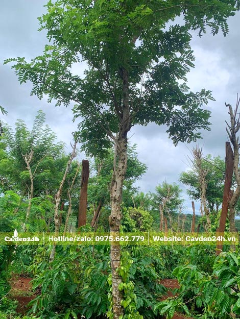 Đỗ Mai trồng xen trong vườn cà phê ở Đắk Lắk