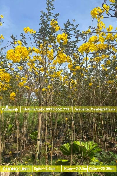 Vườn dưỡng đảo cây phong linh vàng công trình nhỏ, chiều cao 2m5