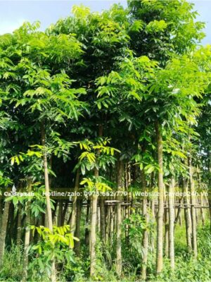 Cây Nhạc Ngựa dâm ủ 2 năm