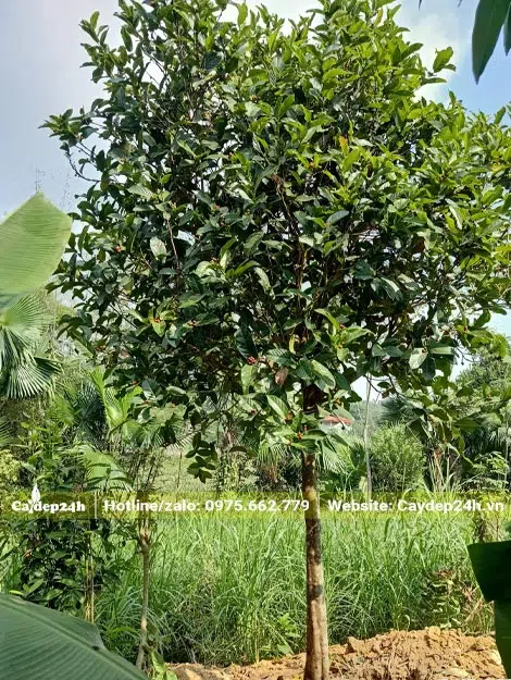 Hình ảnh cây hoa Hải Đường đỏ cao đẹp, thân thẳng