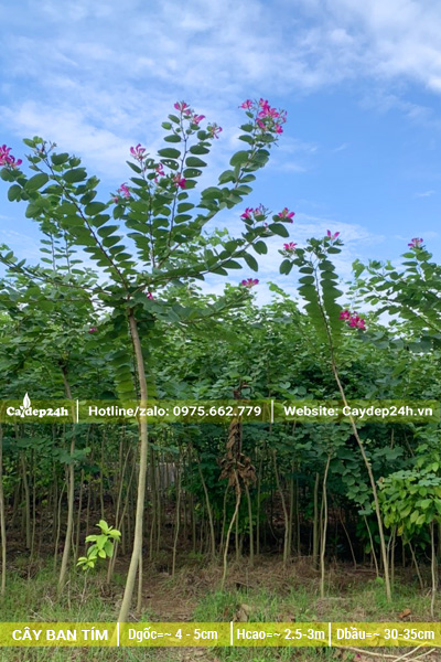 Vườn ban tím loại nhỏ, đường kính gốc khoảng 5cm