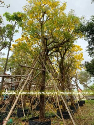 Chuông Vàng cổ thụ chiều cao khoảng 6m đang ra hoa rực rỡ