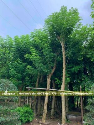 Vườn dâm ủ cây Điệp Anh Đào lâu năm, cành mới đã phát triển đến cả mét