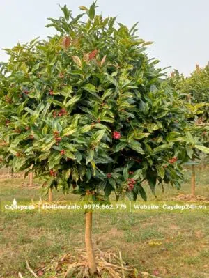 Vườn nuôi trồng và chăm sóc cây Hải Đường trưởng thành chiều cao từ 2 - 3m