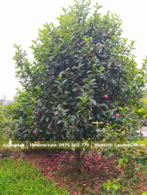 Giống cây hoa Hải Đường đỏ trồng lâu năm chiều cao hơn 3m