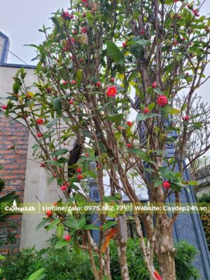 Cây hoa Hải Đường cổ thụ trồng ở sân nhà thờ họ