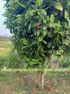 Cây Hải Đường to đẹp, đường kính gốc 10cm