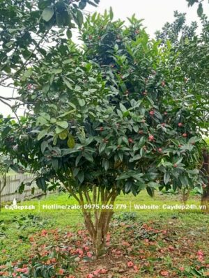 Cây hoa Hải Đường phân cành thấp, tạo tán rộng và đẹp