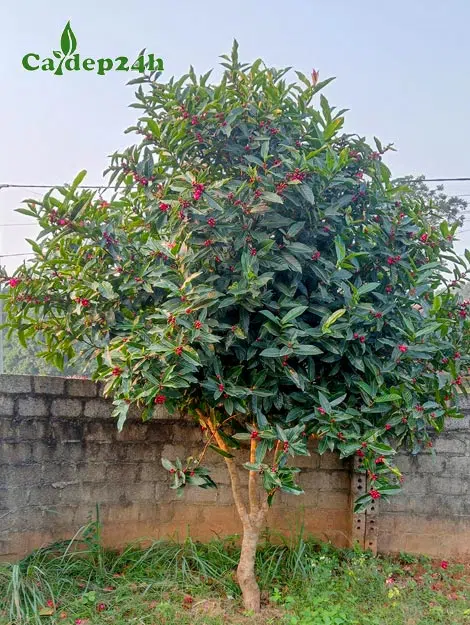 Cây hoa Hải Đường đẹp, trưởng thành, đang ra nụ